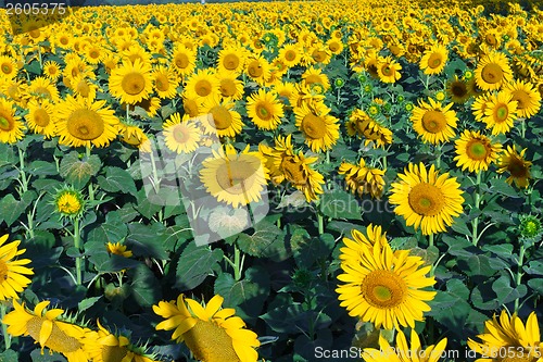 Image of Sunflowers