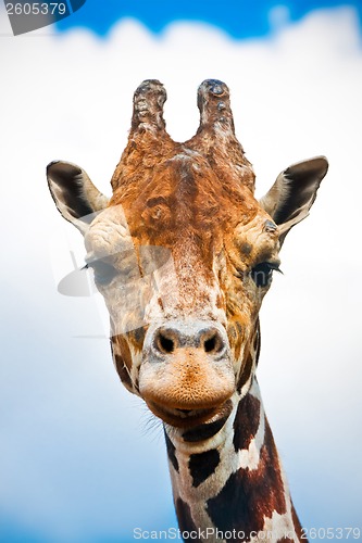 Image of Giraffe