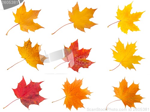 Image of Maple leaves