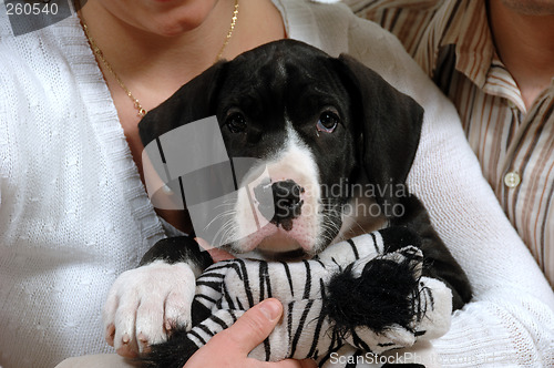 Image of Puppy sits with woman and man