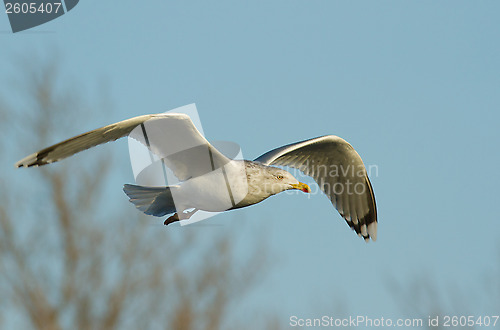 Image of Seagull in flight