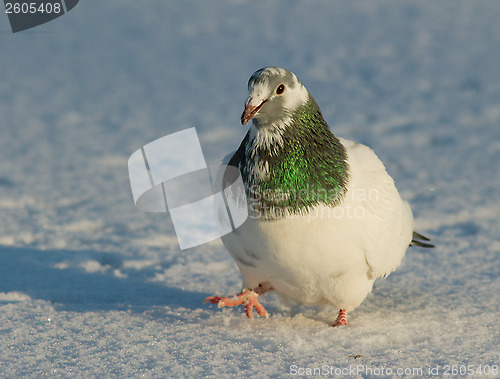 Image of Dove in the snow