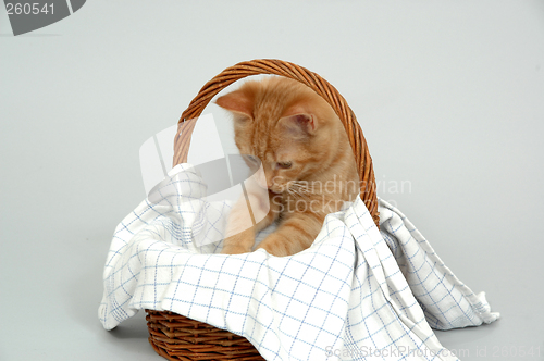 Image of Kitten and basket