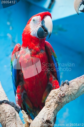 Image of Ara parrot