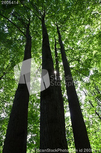 Image of Green forest