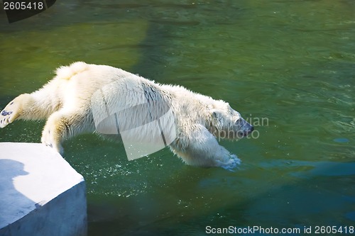 Image of Polar bear