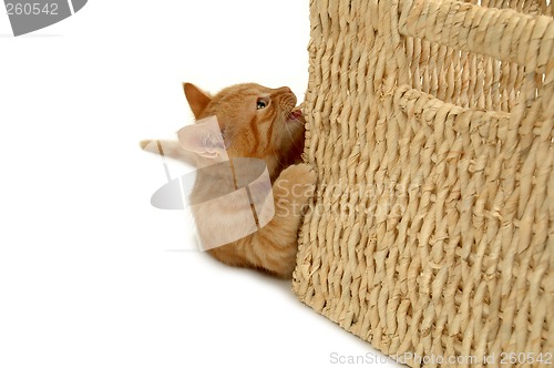 Image of Playful kitten