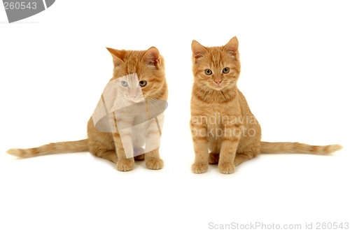 Image of Twin kittens