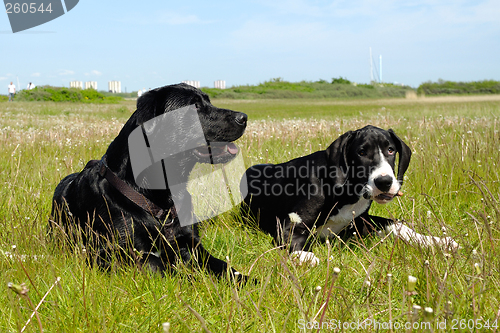 Image of Dogs in the grass