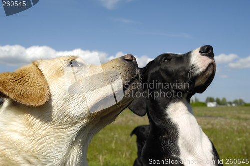 Image of Dogs looking up