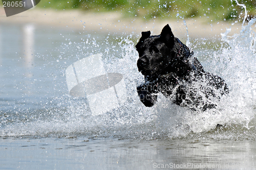 Image of Black dog in water