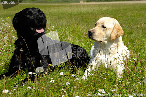 Image of Black and white dogs
