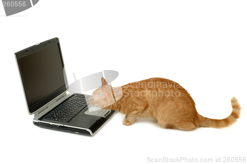 Image of Cat is looking at laptop