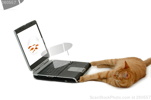 Image of Cat and laptop