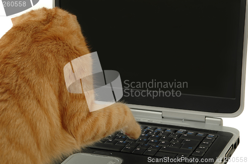 Image of Cat is using laptop