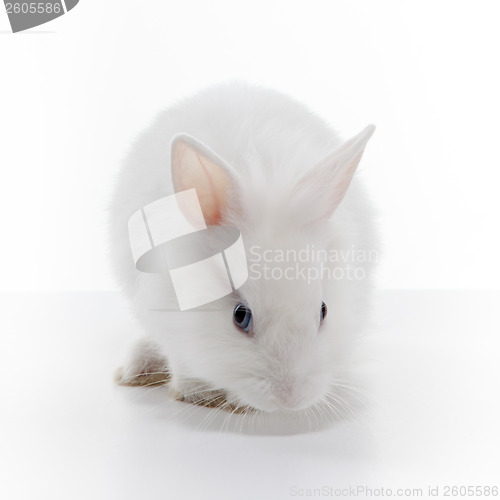 Image of White rabbit isolated on white background