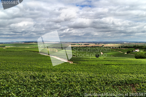 Image of Vineyard landscape, Montagne de Reims, France