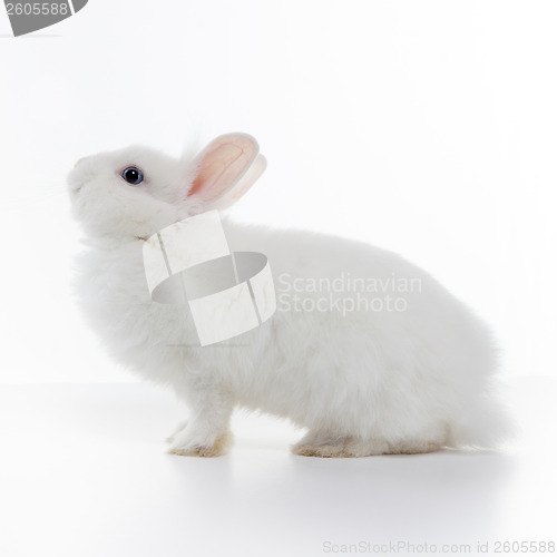 Image of White rabbit isolated on white background