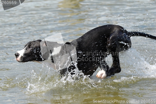 Image of Great Dane running in water