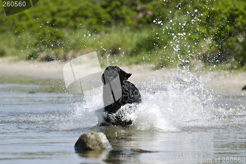 Image of Black dog running in water
