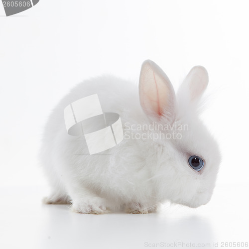 Image of White rabbit isolated on white background