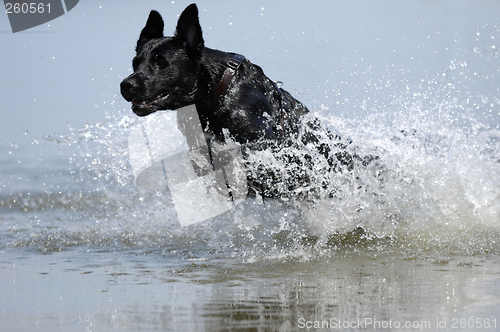 Image of Black dog in the water