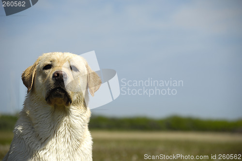Image of Dog and field