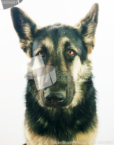 Image of Young german shepherd dog