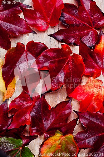 Image of autumn leaves background