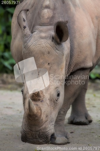 Image of White Rhino