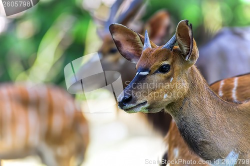 Image of African Antelopes