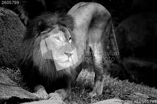 Image of Lion portrait