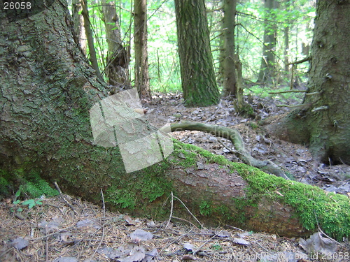 Image of Virgin forest