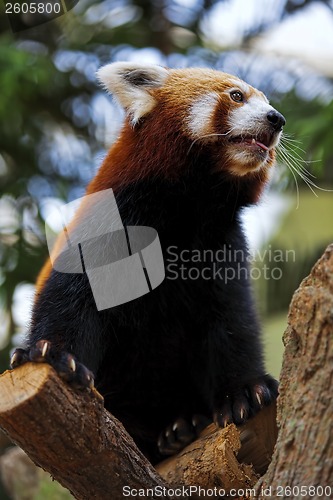 Image of Red Panda