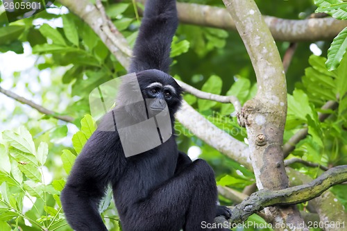 Image of Siamang Gibbon