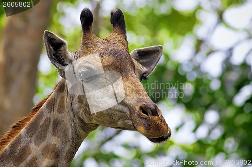 Image of Giraffe portrait