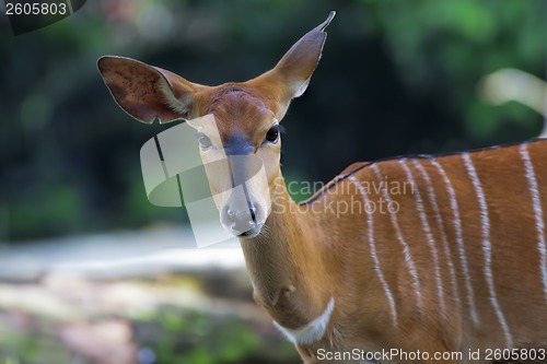 Image of African Antelopes