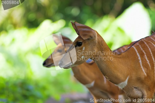 Image of African Antelopes