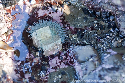 Image of anemone in tide pool