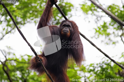 Image of Borneo Orangutan