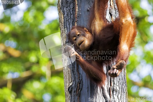 Image of Borneo Orangutan