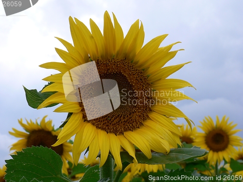 Image of Sunflower 2