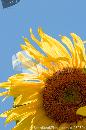 Image of Sunflower (Helianthus annuus)