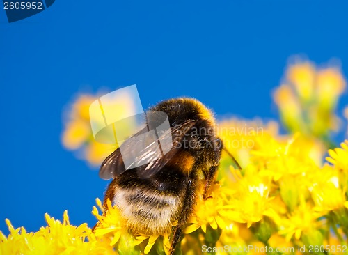 Image of Bumblebee