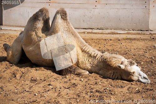 Image of Camel