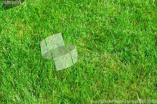 Image of Green grass