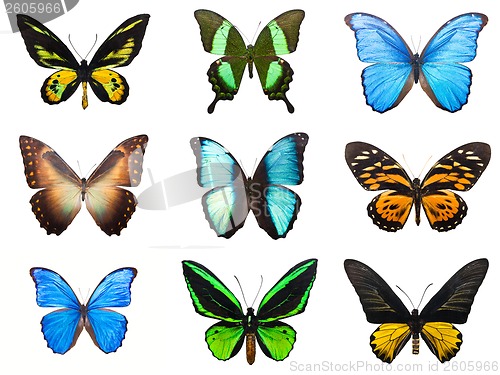 Image of Tropical butterflies