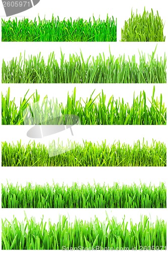 Image of Green grass