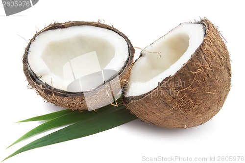 Image of Coconut