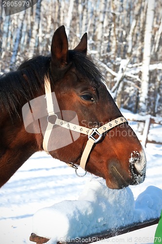 Image of Horse